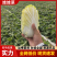 娃娃菜湖北娃娃菜产地直发品质保障大量供应对接全国