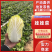 娃娃菜湖北宜城娃娃菜产地直发保质保量对接全国