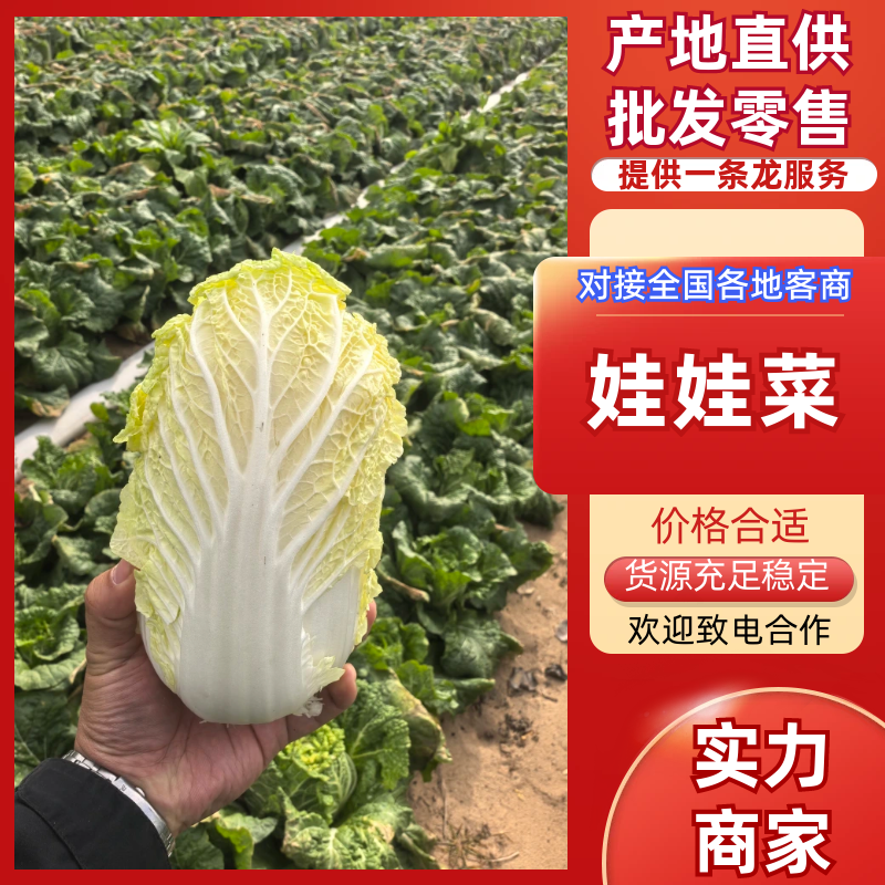 娃娃菜湖北宜城娃娃菜产地直发保质保量对接全国
