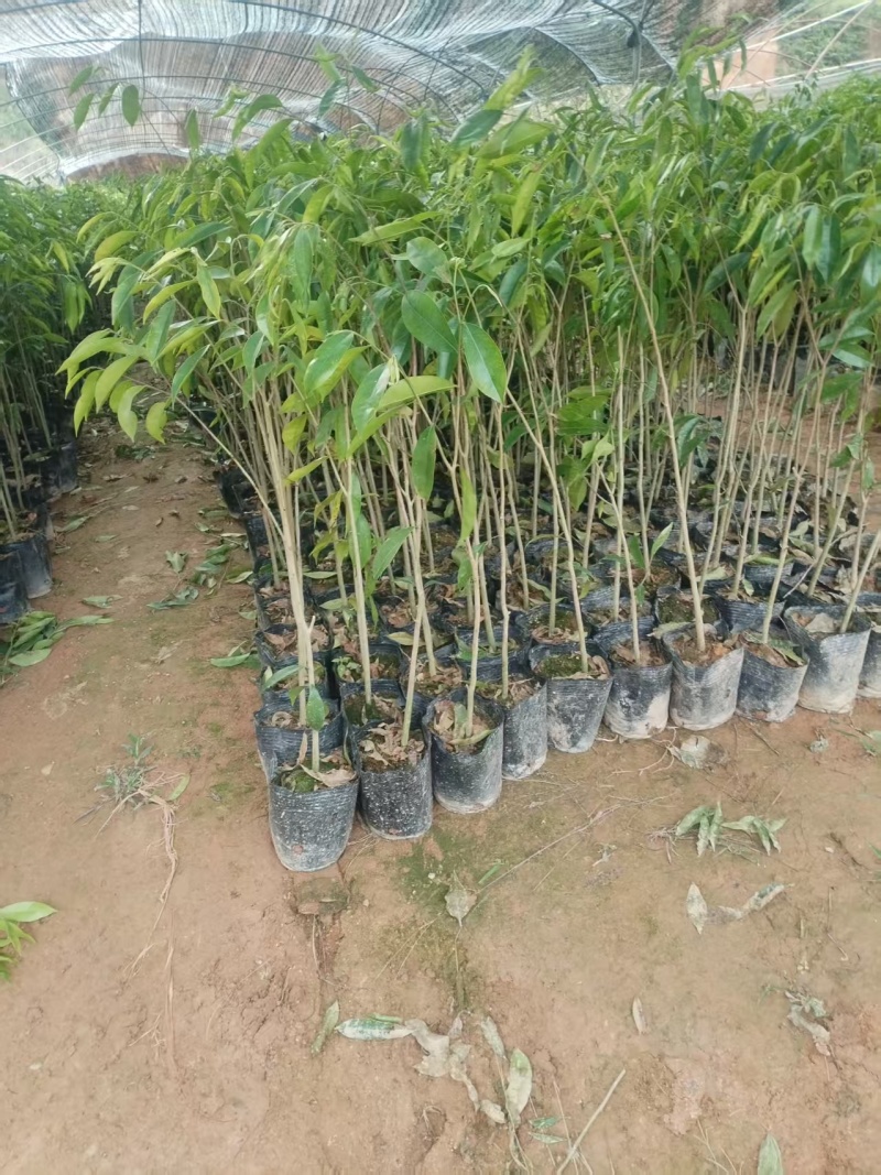 沉香大杯苗沉香树苗基地直发品种齐全带土发货