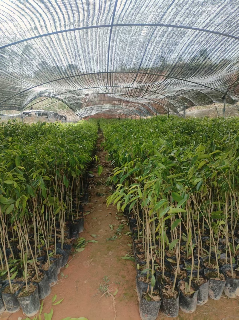 沉香大杯苗沉香树苗基地直发品种齐全带土发货