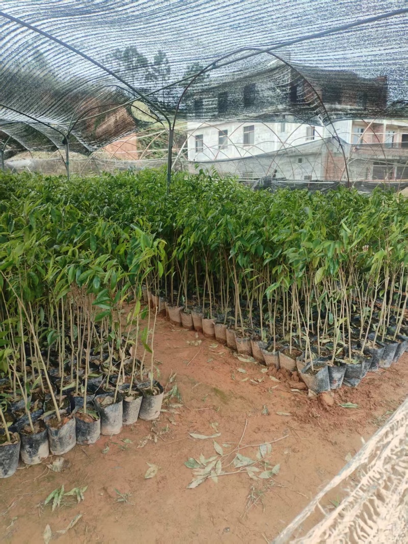 沉香大杯苗沉香树苗基地直发品种齐全带土发货