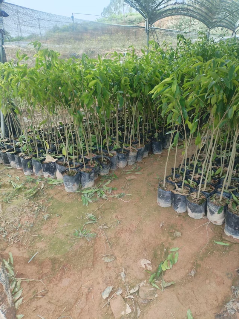 沉香大杯苗沉香树苗基地直发品种齐全带土发货