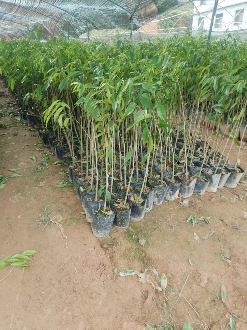 沉香大杯苗沉香树苗基地直发品种齐全带土发货