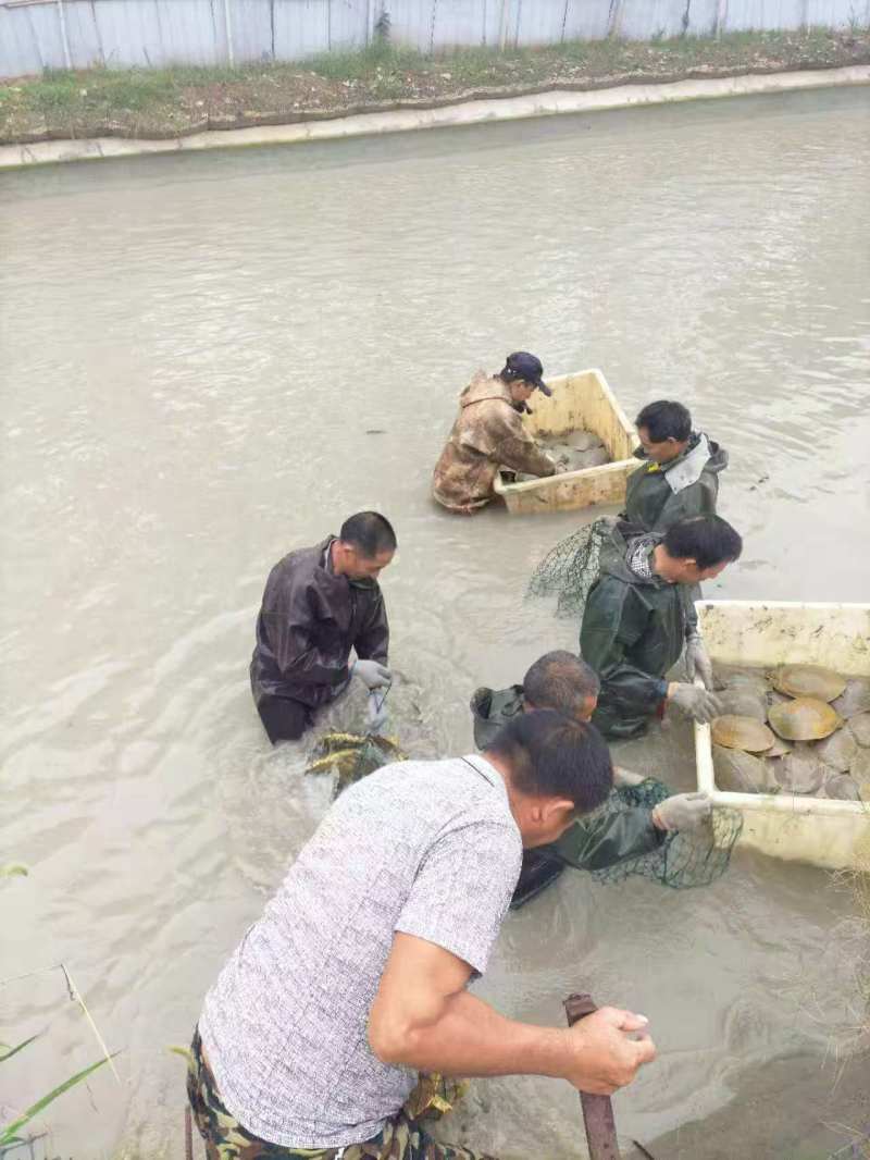 河南省信阳市固始县仿生态甲价格便宜欢迎全国各地客户联系