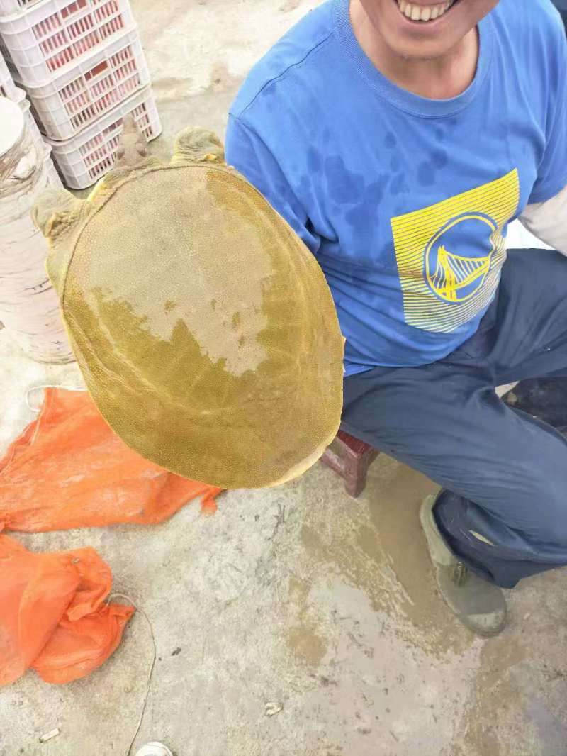 河南省信阳市固始县仿生态甲价格便宜欢迎全国各地客户联系