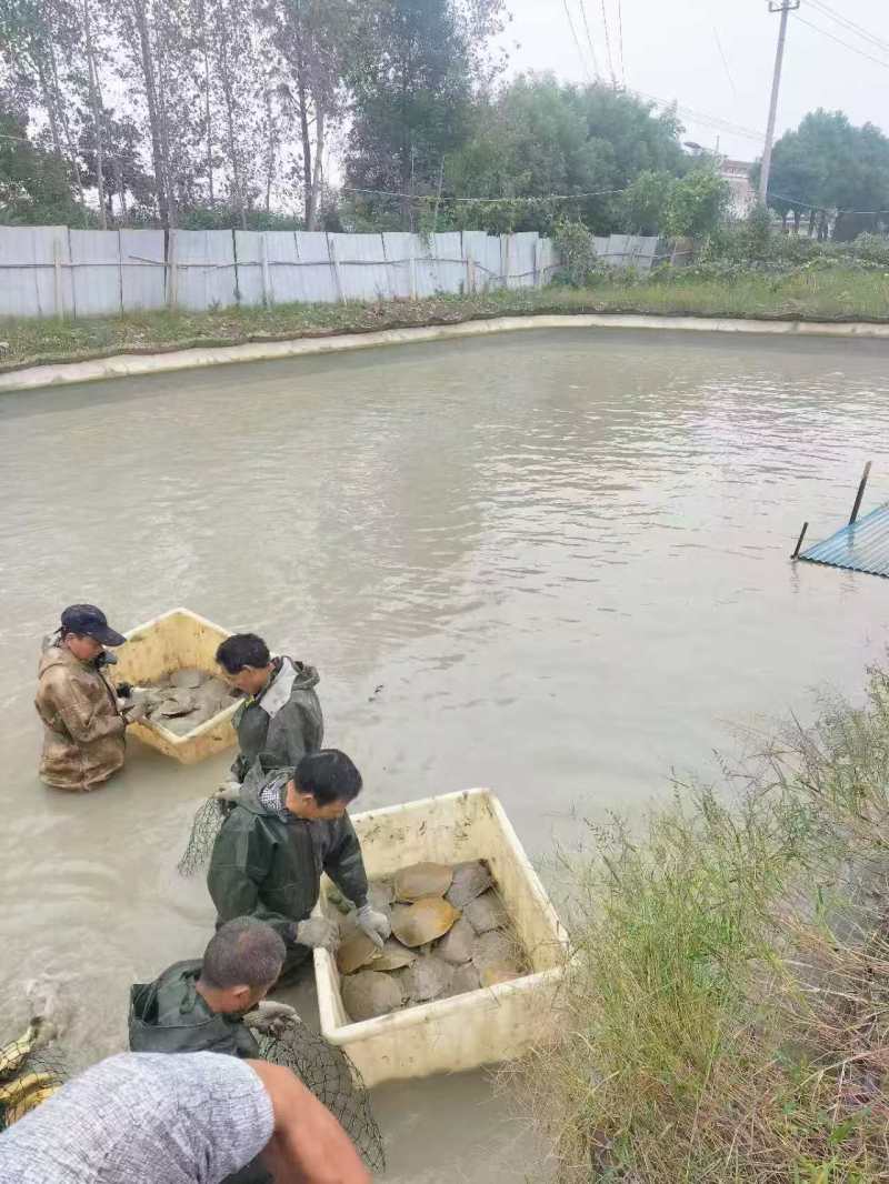 河南省信阳市固始县仿生态甲价格便宜欢迎全国各地客户联系