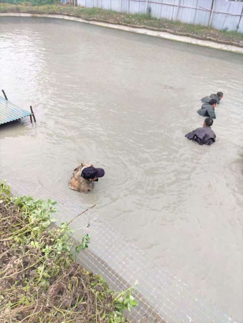 河南省信阳市固始县仿生态甲价格便宜欢迎全国各地客户联系