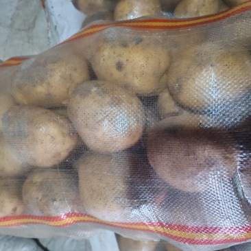 黑龙江尤金885黄心土豆品质保障对接商超档口可视频看货