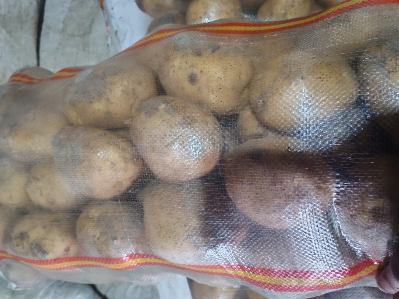 黑龙江尤金885黄心土豆品质保障对接商超档口可视频看货