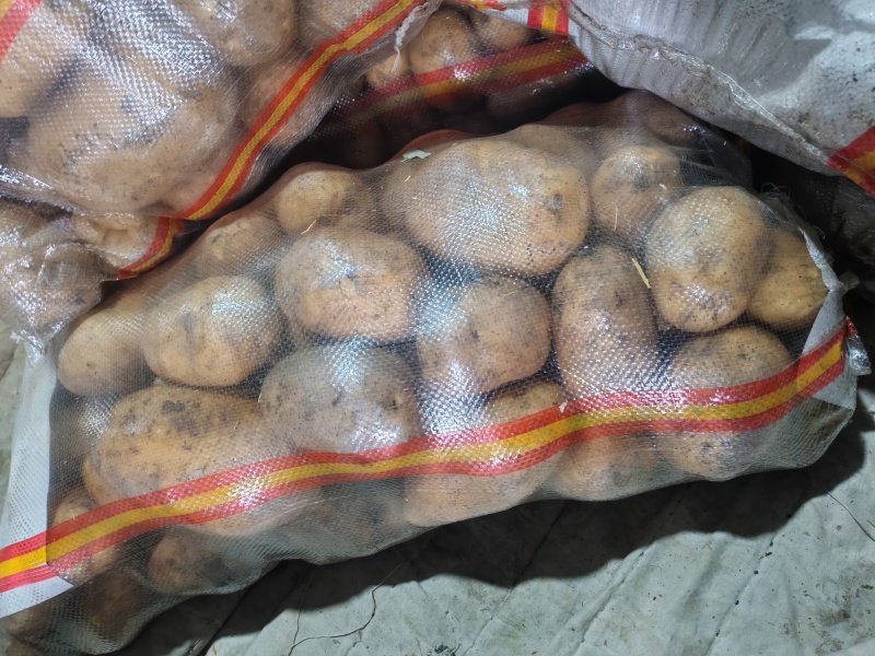 黑龙江尤金885黄心土豆品质保障对接商超档口可视频看货