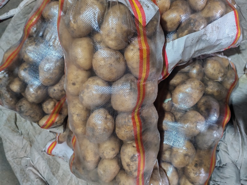 黑龙江尤金885黄心土豆品质保障对接商超档口可视频看货