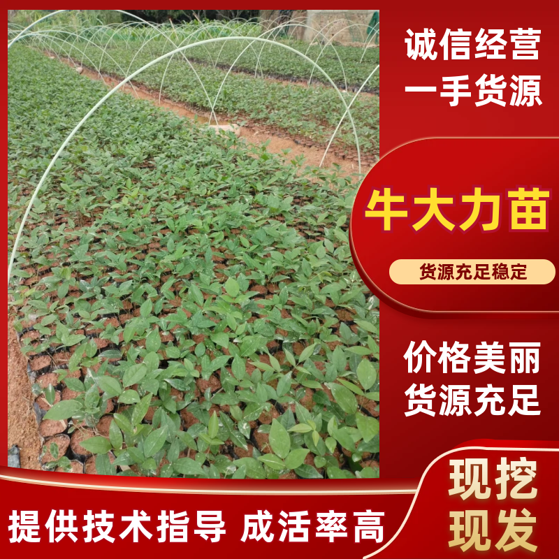 改良中叶牛大力苗基地直发成活率保障提供技术指导