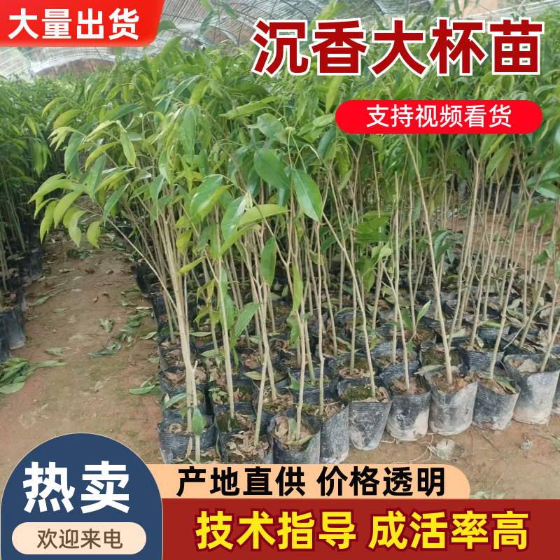 沉香大杯苗沉香树苗基地直发品种齐全带土发货