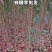 贵州六马蜂糖李子苗