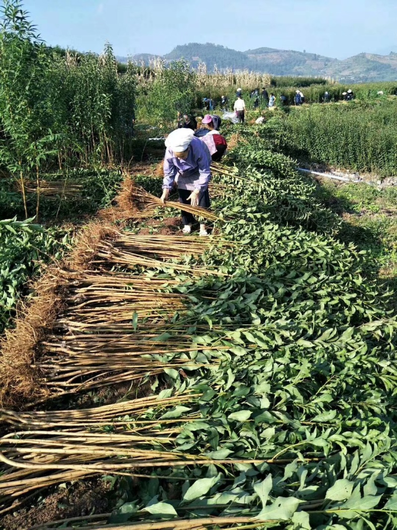贵州六马蜂糖李子苗