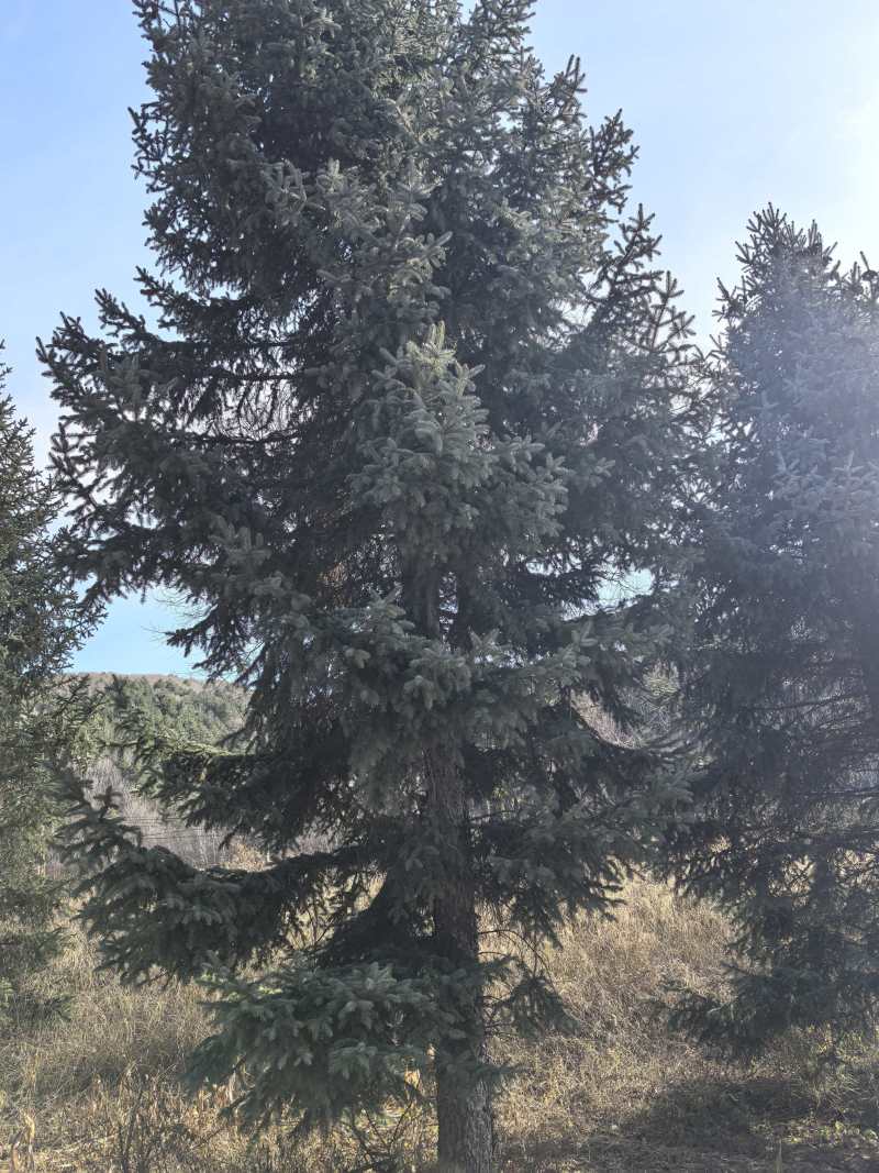 延安精品云杉3米-11米各种规格，品质保证，欢迎电联！