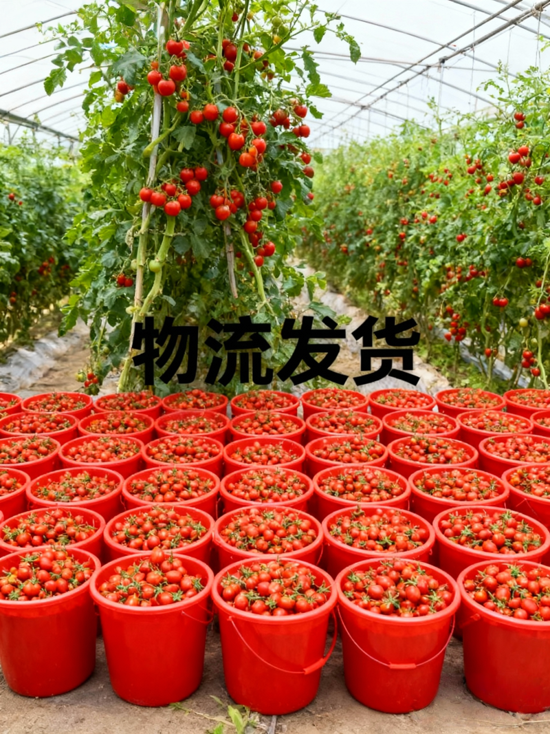 山东釜山88产地直供批发，现摘先发，物流发货