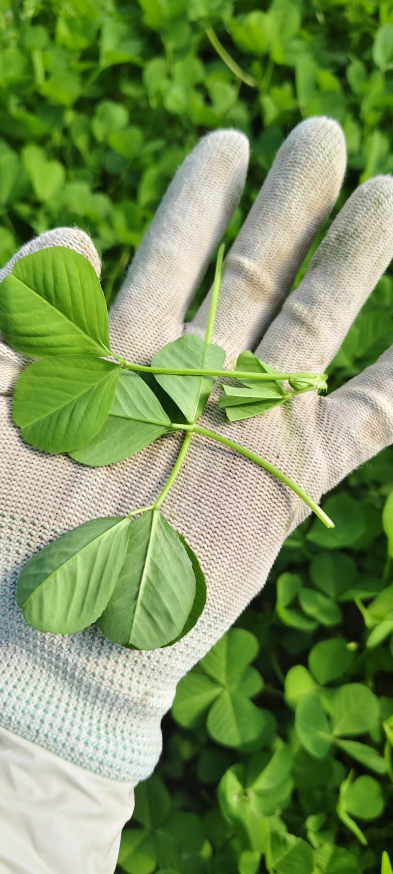 精品草头别名金花菜，产地一手货源，品质保证，量大从优