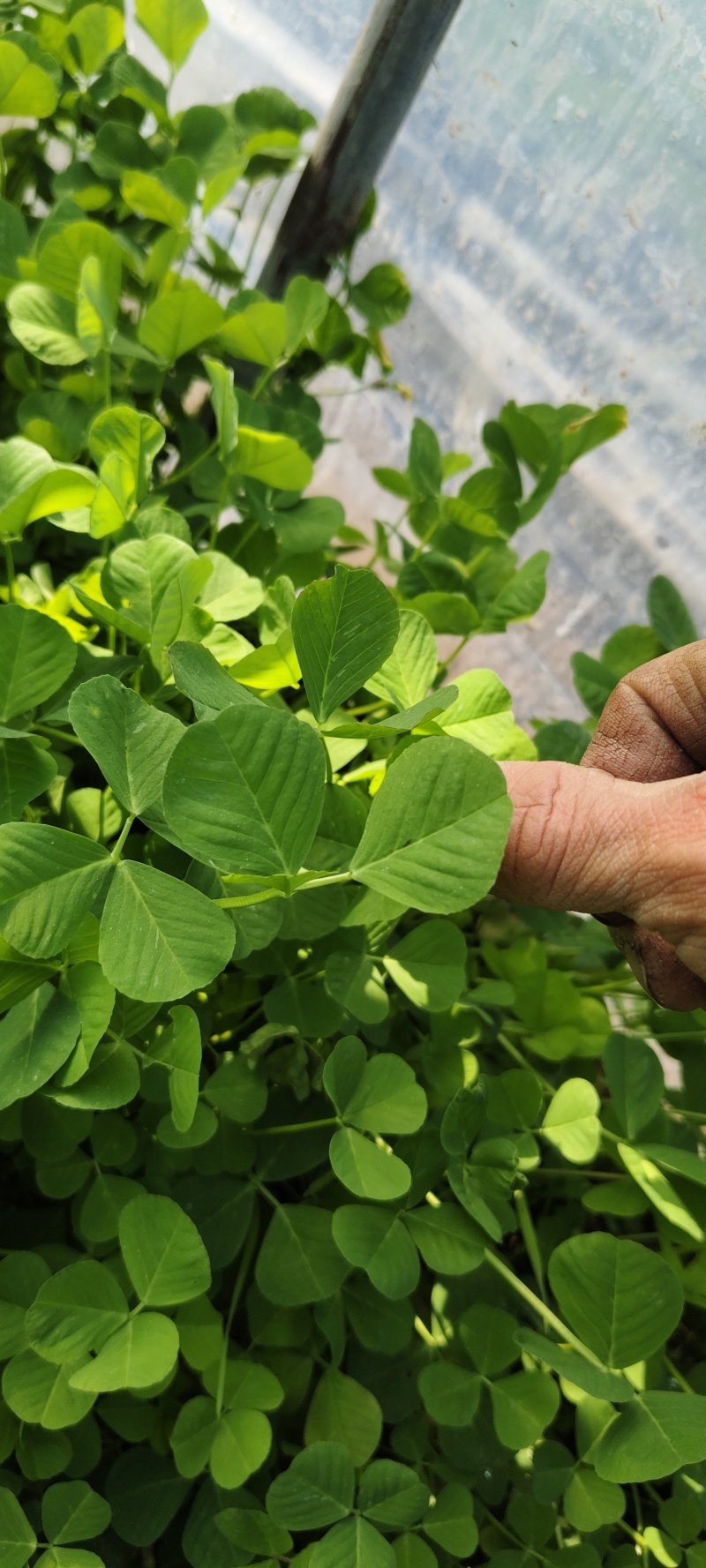 精品草头别名金花菜，产地一手货源，品质保证，量大从优