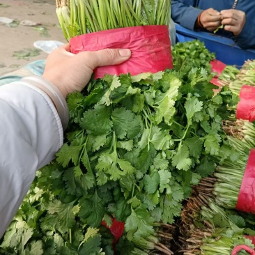 香菜大叶香菜河北基地直发保质保量一条龙服务对接全国