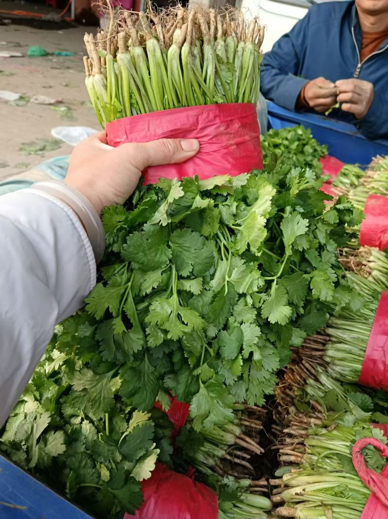 香菜大叶香菜河北基地直发保质保量一条龙服务对接全国