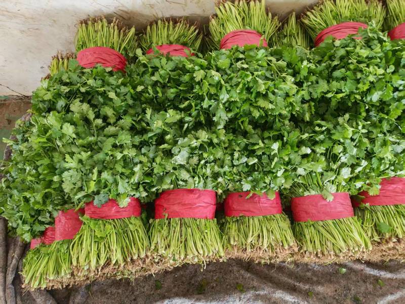 香菜大叶香菜河北基地直发保质保量一条龙服务对接全国