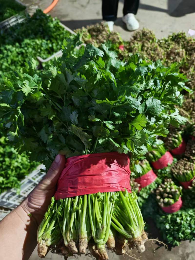香菜大叶香菜河北基地直发保质保量一条龙服务对接全国