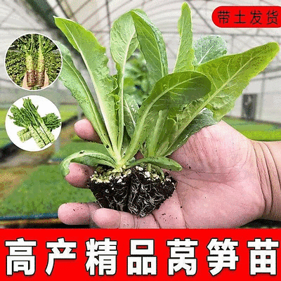 红尖叶莴笋苗/云南莴笋苗/耐寒抗冻高产/成活率高/现挖现