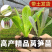 红尖叶莴笋苗/云南莴笋苗/耐寒抗冻高产/成活率高/现挖现