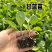 平包甘蓝苗/基地现挖现发/量大从优/包成活率/抗病高产苗