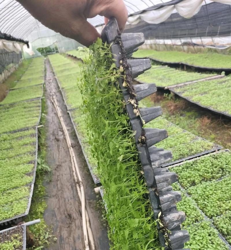 芹菜苗/基地现挖/量大从优/包成活率/高产苗/云南芹菜苗
