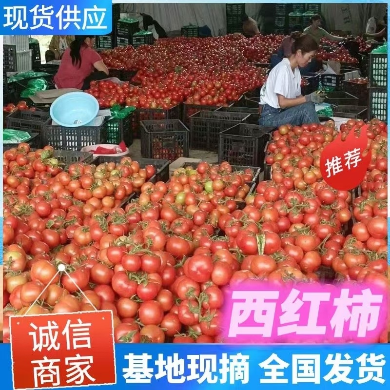 【现货】硬粉西红柿碱地种植蜜蜂授粉口感好硬度合适耐运输