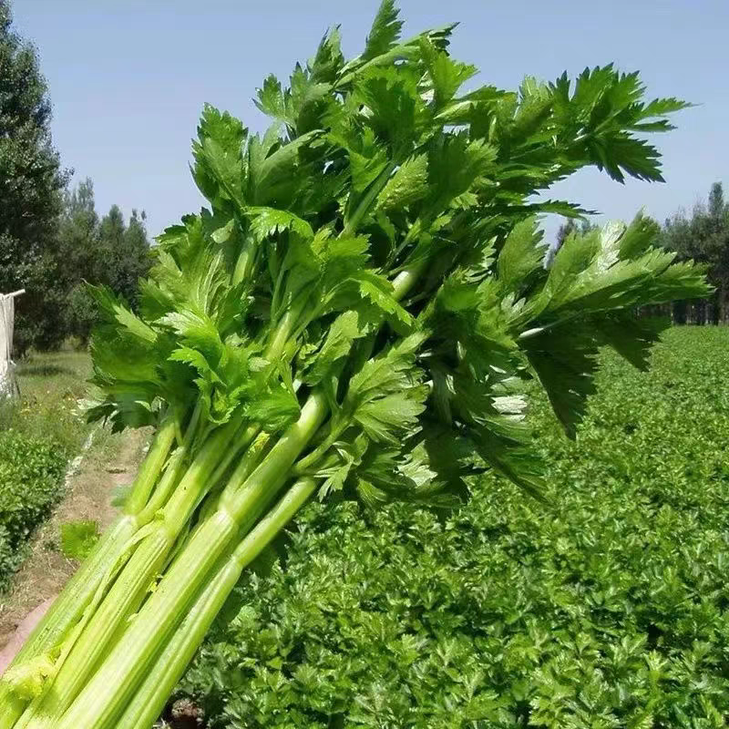 河南芹菜/精品西芹/产地直发/供应全国/承接电商团购
