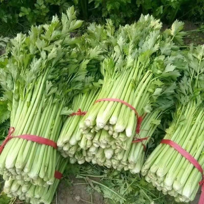 河南芹菜/精品西芹/产地直发/供应全国/承接电商团购