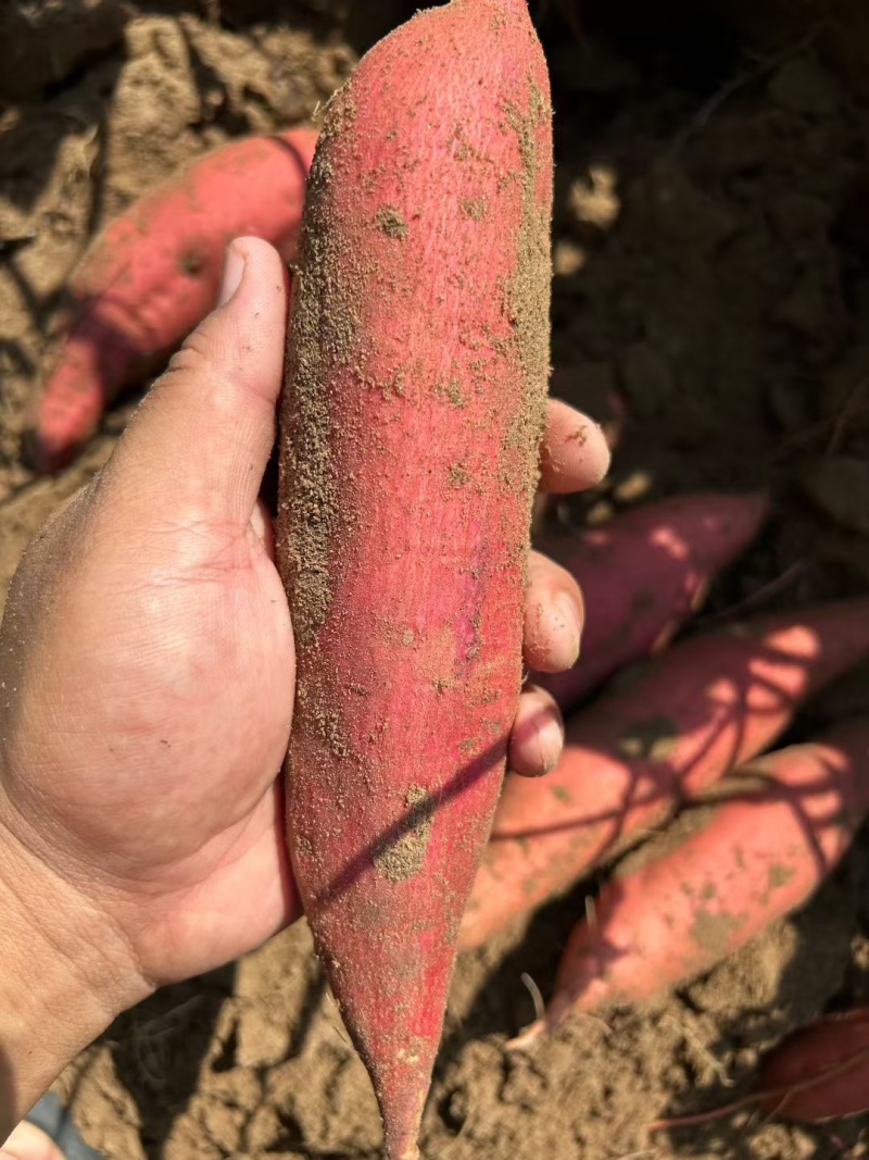 【电商】西瓜红原产地货源无擦伤沙地种植表皮干净大小可挑