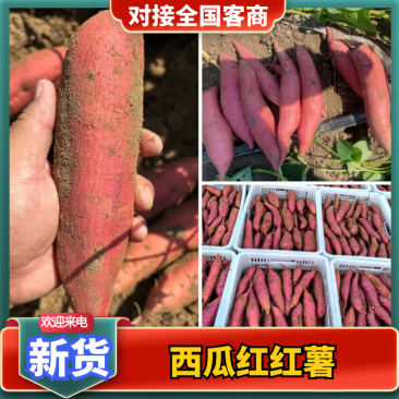 【电商】西瓜红原产地货源无擦伤沙地种植表皮干净大小可挑
