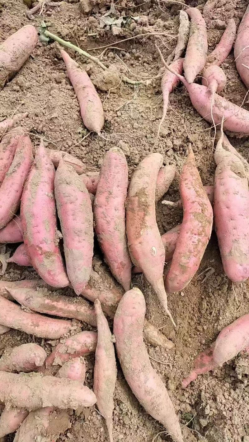 【电商】西瓜红原产地货源无擦伤沙地种植表皮干净大小可挑