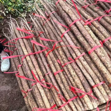 【人气】双棒山药条形顺直现场看货挑货满意为止按需求分拣