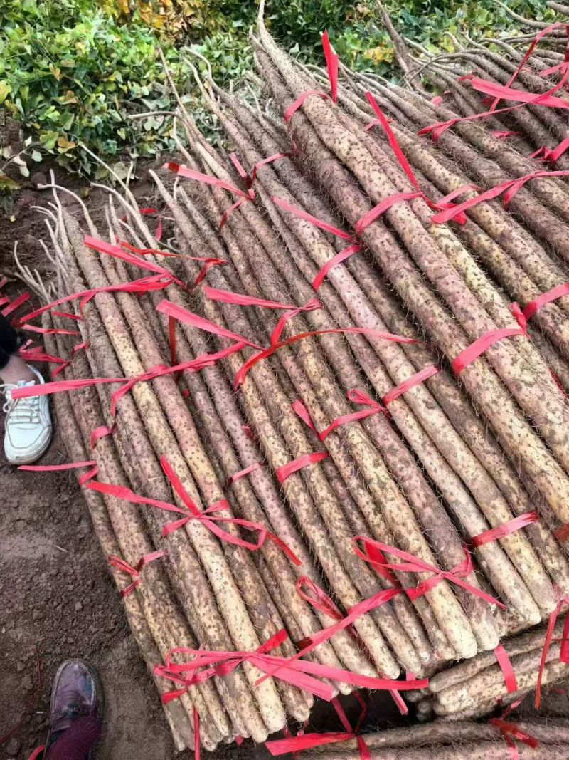 【人气】双棒山药条形顺直现场看货挑货满意为止按需求分拣