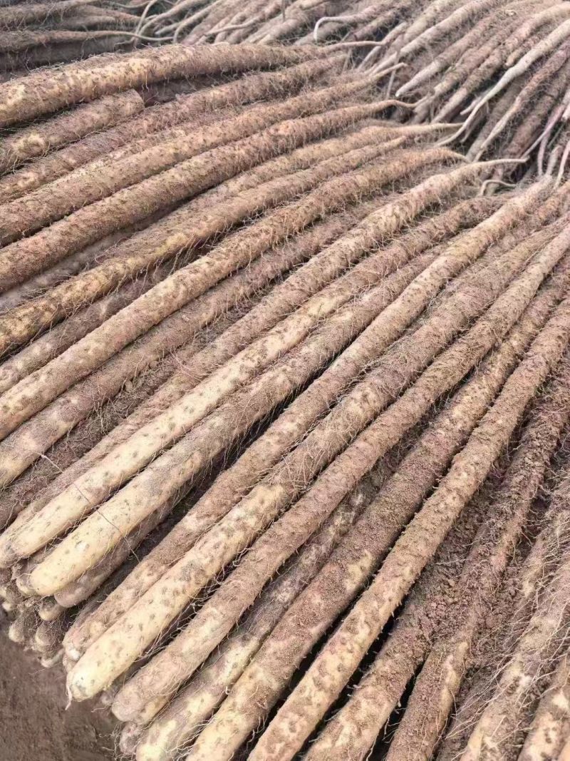 【人气】双棒山药条形顺直现场看货挑货满意为止按需求分拣