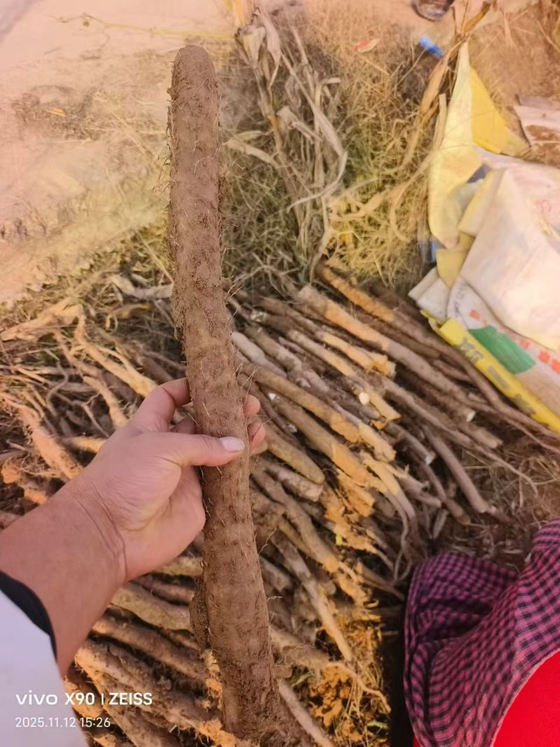 【人气】双棒山药条形顺直现场看货挑货满意为止按需求分拣