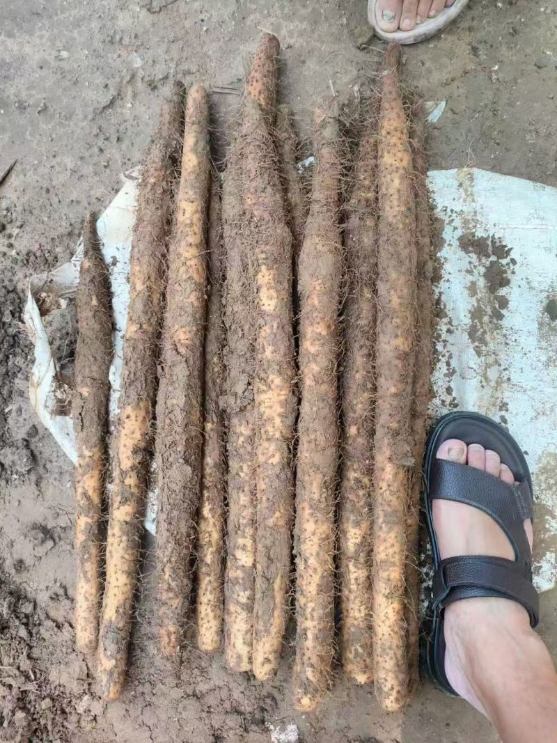 【人气】双棒山药条形顺直现场看货挑货满意为止按需求分拣
