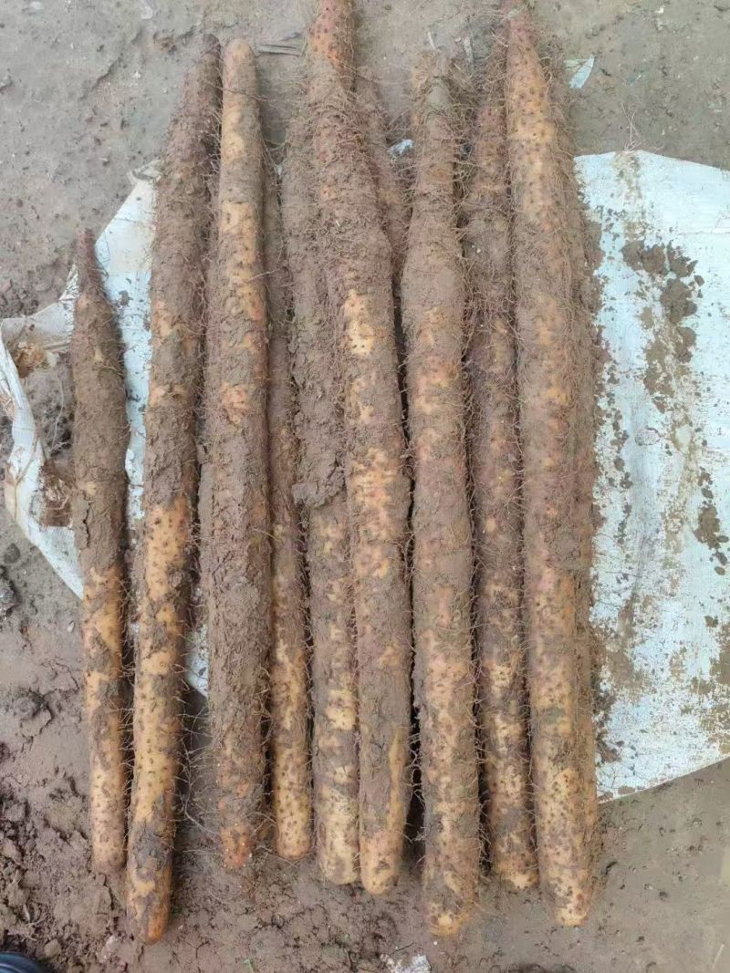 【人气】双棒山药条形顺直现场看货挑货满意为止按需求分拣