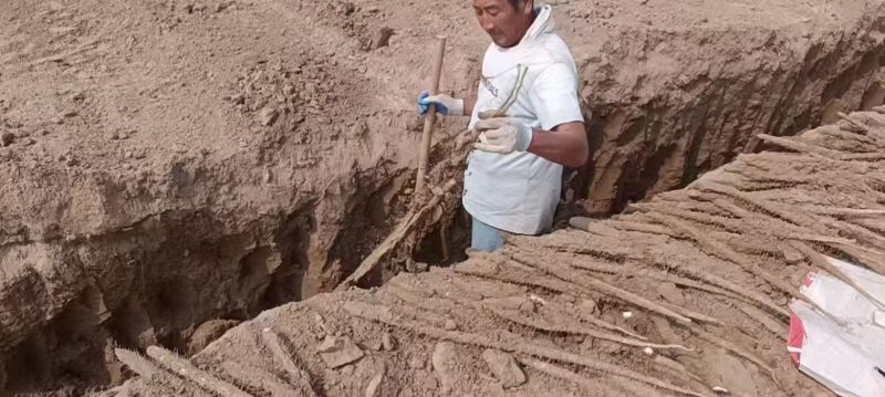 【人气】双棒山药条形顺直现场看货挑货满意为止按需求分拣