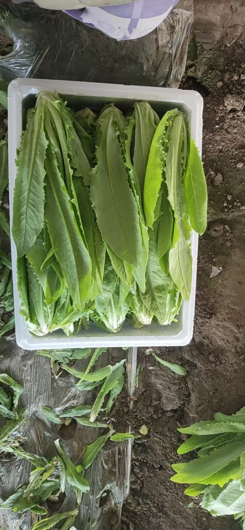 【油麦菜】辽宁叶菜/可打捆现场挑选视频看货/一条龙服务