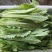 【油麦菜】辽宁叶菜/可打捆现场挑选视频看货/一条龙服务