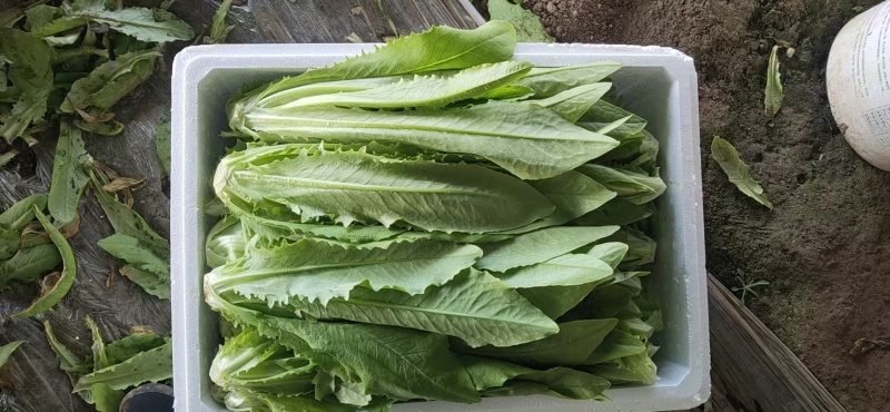 【油麦菜】辽宁叶菜/可打捆现场挑选视频看货/一条龙服务