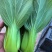 《上海青》油菜/辽宁上海青/常年供应/货源稳定/全国发货