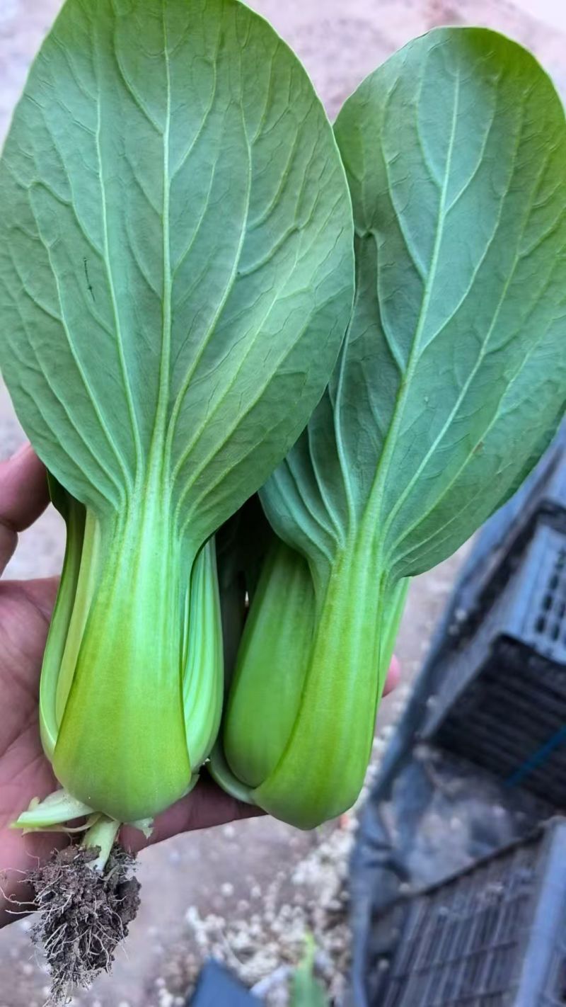 《上海青》油菜/辽宁上海青/常年供应/货源稳定/全国发货